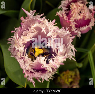 Staubbeutel und staubgefäßen von Der lila farbigen Tulpen, Tulipa 'Cummins' Stockfoto