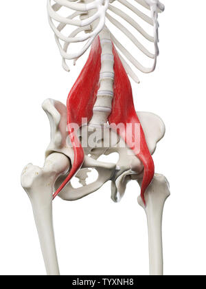 3D-gerenderte Medizinisch genaue Abbildung eines womans Psoas Major Stockfoto