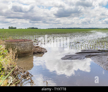 Schwere Regenfälle und Stürme im Mittelwesten überflutet Maisfelder in der maisernte Schäden verursacht haben, Bodenerosion und Erntegut Wiederbepflanzung Stockfoto