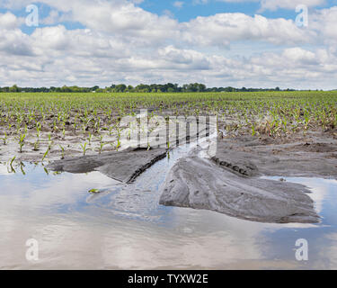 Schwere Regenfälle und Stürme im Mittelwesten überflutet Maisfelder in der maisernte Schäden verursacht haben, Bodenerosion und Erntegut Wiederbepflanzung Stockfoto