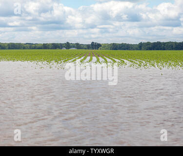 Schwere Regenfälle und Stürme im Mittelwesten überflutet Maisfelder in der maisernte Schäden verursacht haben, Bodenerosion und Erntegut Wiederbepflanzung Stockfoto