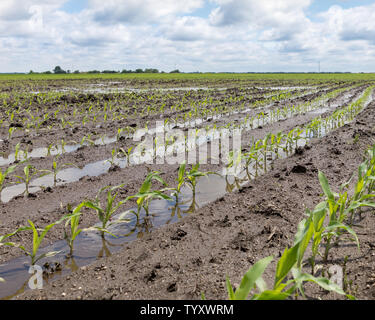 Schwere Regenfälle und Stürme im Mittelwesten überflutet Maisfelder in der maisernte Schäden verursacht haben, Bodenerosion und Erntegut Wiederbepflanzung Stockfoto