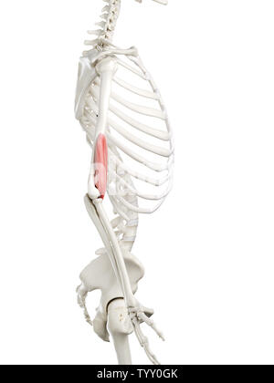 3D-gerenderte Medizinisch genaue Abbildung eines womans Positionen Stockfoto