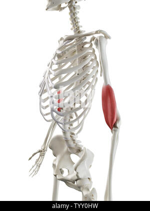 3D-gerenderte Medizinisch genaue Abbildung eines womans Positionen Stockfoto