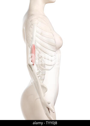3D-gerenderte Medizinisch genaue Abbildung eines womans Positionen Stockfoto