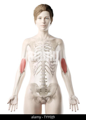3D-gerenderte Medizinisch genaue Abbildung eines womans Positionen Stockfoto
