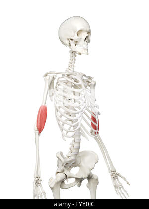 3D-gerenderte Medizinisch genaue Abbildung eines womans Positionen Stockfoto