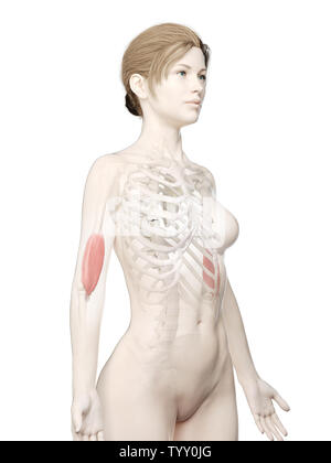 3D-gerenderte Medizinisch genaue Abbildung eines womans Positionen Stockfoto