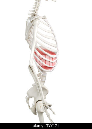 3D-gerenderte Medizinisch genaue Abbildung eines womans Membran Stockfoto