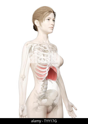 3D-gerenderte Medizinisch genaue Abbildung eines womans Membran Stockfoto