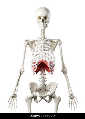 3D-gerenderte Medizinisch genaue Abbildung eines womans Membran Stockfoto