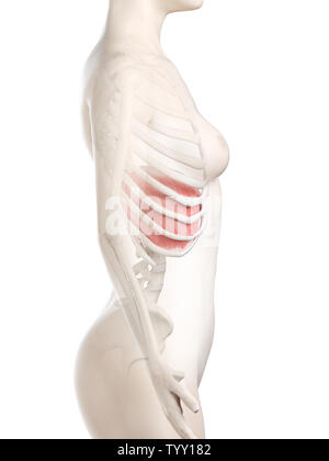 3D-gerenderte Medizinisch genaue Abbildung eines womans Membran Stockfoto