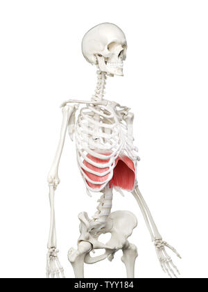 3D-gerenderte Medizinisch genaue Abbildung eines womans Membran Stockfoto