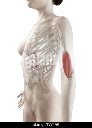 3D-gerenderte Medizinisch genaue Abbildung eines womans Positionen Stockfoto