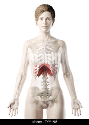 3D-gerenderte Medizinisch genaue Abbildung eines womans Membran Stockfoto