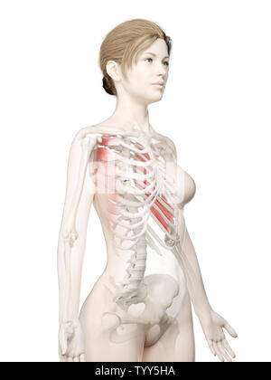 3D-gerenderte Medizinisch genaue Abbildung eines womans Serratus Anterior Stockfoto