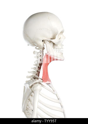 3D-gerenderte Medizinisch genaue Abbildung eines Weibchen platysma Stockfoto