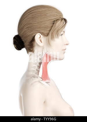 3D-gerenderte Medizinisch genaue Abbildung eines womans platysma Stockfoto