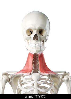 3D-gerenderte Medizinisch genaue Abbildung eines Weibchen platysma Stockfoto