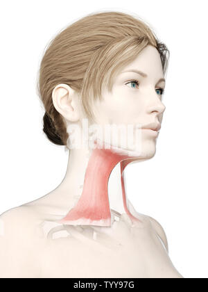 3D-gerenderte Medizinisch genaue Abbildung eines womans platysma Stockfoto