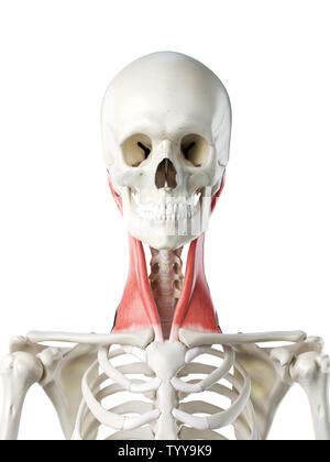 3D-gerenderte Medizinisch genaue Abbildung eines Weibchen M. sternocleidomastoideus Stockfoto