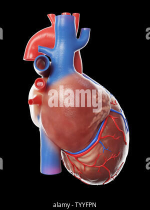 3D-gerenderte Medizinisch genaue Abbildung eines gesunden menschlichen Herzen Stockfoto