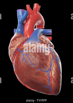 3D-gerenderte Medizinisch genaue Abbildung eines gesunden menschlichen Herzen Stockfoto