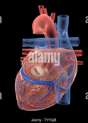 3D-gerenderte medizinisch genauen Abbildung des menschlichen Herzens Anatomie Stockfoto