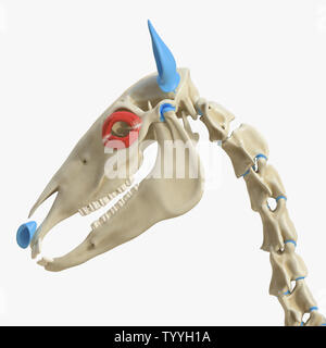 3D-gerenderte Medizinisch genaue Abbildung der Equine Muskel Anatomie - Orbicularis Occuli Stockfoto