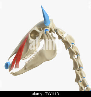 3D-gerenderte Medizinisch genaue Abbildung der Equine Muskel Anatomie - Levator Nasolabialis Stockfoto