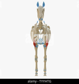 3D-gerenderte Medizinisch genaue Abbildung der Equine Muskel Anatomie - Positionen Stockfoto