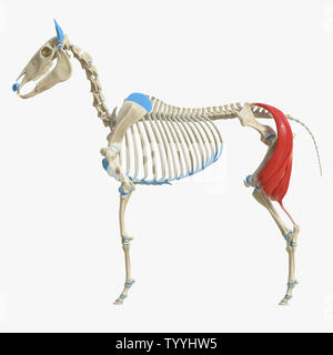 3D-gerenderte Medizinisch genaue Abbildung der Equine Muskel Anatomie - bizeps Femoris Stockfoto