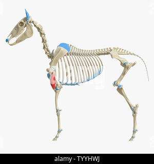 3D-gerenderte Medizinisch genaue Abbildung der Equine Muskel Anatomie - Positionen Stockfoto