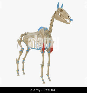 3D-gerenderte Medizinisch genaue Abbildung der Equine Muskel Anatomie - Positionen Stockfoto