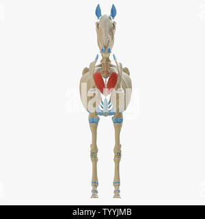 3D-gerenderte Medizinisch genaue Abbildung der Equine Muskel Anatomie - Haut- Colli Stockfoto