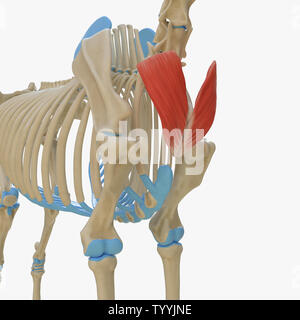 3D-gerenderte Medizinisch genaue Abbildung der Equine Muskel Anatomie - Haut- Colli Stockfoto