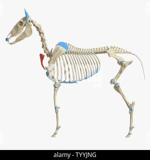 3D-gerenderte Medizinisch genaue Abbildung der Equine Muskel Anatomie - Haut- Colli Stockfoto