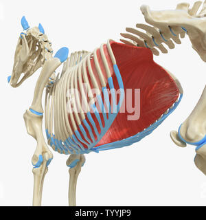 3D-gerenderte Medizinisch genaue Abbildung der Equine Muskel Anatomie - Membran Stockfoto