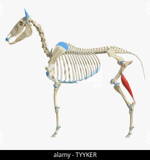 3D-gerenderte Medizinisch genaue Abbildung der Equine Muskel Anatomie - Gastrocnemius Stockfoto