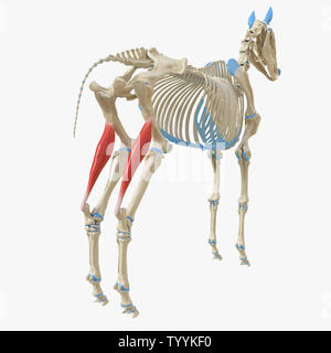 3D-gerenderte Medizinisch genaue Abbildung der Equine Muskel Anatomie - Gastrocnemius Stockfoto