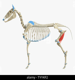 3D-gerenderte Medizinisch genaue Abbildung der Equine Muskel Anatomie - Griech. Stockfoto