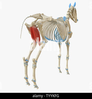 3D-gerenderte Medizinisch genaue Abbildung der Equine Muskel Anatomie - Griech. Stockfoto