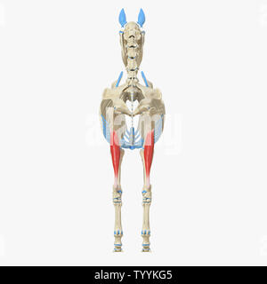 3D-gerenderte Medizinisch genaue Abbildung der Equine Muskel Anatomie - Gastrocnemius Stockfoto