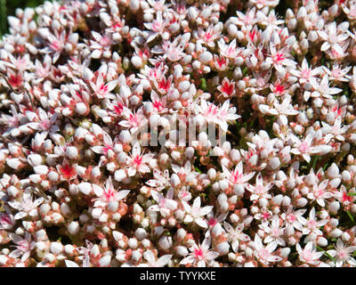 Wilde Blumen der Englischen Fetthenne (sedum anglicum) auf der Pembrokeshire Coast Path im Juni Stockfoto