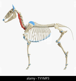 3D-gerenderte Medizinisch genaue Abbildung der Equine Muskel Anatomie - Longus Colli Stockfoto