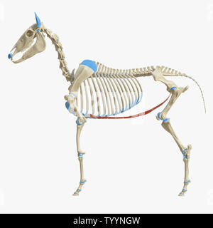 3D-gerenderte Medizinisch genaue Abbildung der Equine Muskel Anatomie - Bauchmuskel, gerade Stockfoto