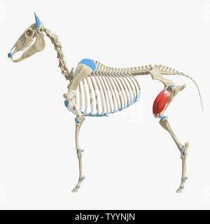 3D-gerenderte Medizinisch genaue Abbildung der Equine Muskel Anatomie - M. quadriceps Femoris Stockfoto