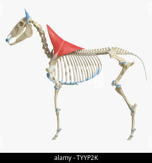 3D-gerenderte Medizinisch genaue Abbildung der Equine Muskel Anatomie - Trapezius Stockfoto
