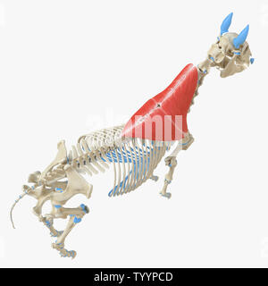 3D-gerenderte Medizinisch genaue Abbildung der Equine Muskel Anatomie - Trapezius Stockfoto