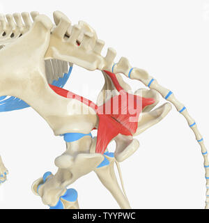 3D-gerenderte Medizinisch genaue Abbildung der Equine Muskel Anatomie - obturator internus Stockfoto